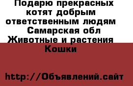 Подарю прекрасных котят добрым , ответственным людям! - Самарская обл. Животные и растения » Кошки   